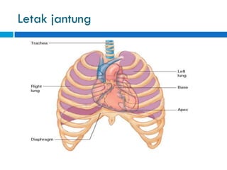 Letak jantung
 