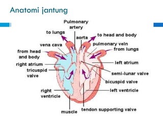 Anatomi jantung
 