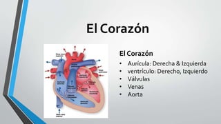 El Corazón
• Aurícula: Derecha & Izquierda
• ventrículo: Derecho, Izquierdo
• Válvulas
• Venas
• Aorta
El Corazón
 