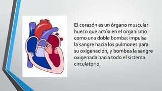El corazón es un órgano muscular
hueco que actúa en el organismo
como una doble bomba: impulsa
la sangre hacia los pulmones para
su oxigenación, y bombea la sangre
oxigenada hacia todo el sistema
circulatorio.
 