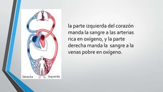 Derecha Izquierda
la parte izquierda del corazón
manda la sangre a las arterias
rica en oxígeno, y la parte
derecha manda la sangre a la
venas pobre en oxígeno.
 