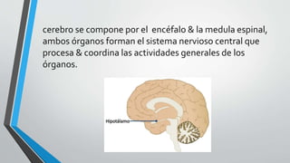 cerebro se compone por el encéfalo & la medula espinal,
ambos órganos forman el sistema nervioso central que
procesa & coordina las actividades generales de los
órganos.
 