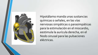 Hipotálamo manda unas sustancias
químicas o señales, en las vías
nerviosas simpáticas o parasimpáticas
para la estimulación en el miocardio,
eestimula la aurícula derecha, en el
Nodo sinusal para las pulsaciones
eléctricas.
 