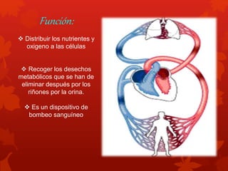 Función: 
 Distribuir los nutrientes y 
oxigeno a las células 
 Recoger los desechos 
metabólicos que se han de 
eliminar después por los 
riñones por la orina. 
 Es un dispositivo de 
bombeo sanguíneo 
 