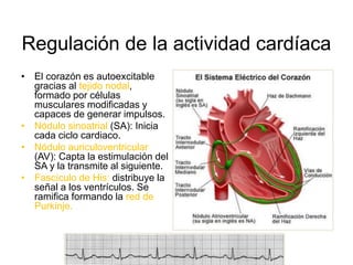 Regulación de la actividad cardíaca 
• El corazón es autoexcitable 
gracias al tejido nodal, 
formado por células 
musculares modificadas y 
capaces de generar impulsos. 
• Nódulo sinoatrial (SA): Inicia 
cada ciclo cardiaco. 
• Nódulo auriculoventricular 
(AV): Capta la estimulación del 
SA y la transmite al siguiente. 
• Fascículo de His: distribuye la 
señal a los ventrículos. Se 
ramifica formando la red de 
Purkinje. 
 