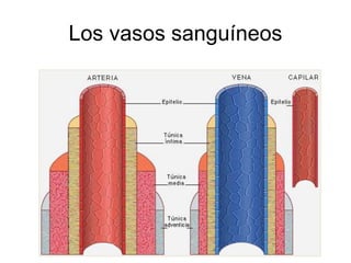 Los vasos sanguíneos 
 
