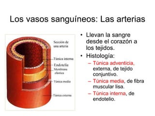 Los vasos sanguíneos: Las arterias 
• Llevan la sangre 
desde el corazón a 
los tejidos. 
• Histología: 
– Túnica adventicia, 
externa, de tejido 
conjuntivo. 
– Túnica media, de fibra 
muscular lisa. 
– Túnica interna, de 
endotelio. 
 
