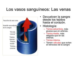 Los vasos sanguíneos: Las venas 
• Devuelven la sangre 
desde los tejidos 
hasta el corazón. 
• Histología: 
– Túnica adventicia, más 
gruesa que en arterias. 
– Túnica media, más 
delgada que en las 
arterias. 
– Túnica interna. 
– Tienen válvulas que evitan 
el retroceso de la sangre 
 