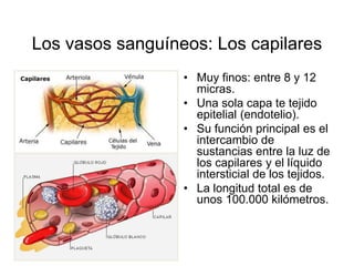 Los vasos sanguíneos: Los capilares 
• Muy finos: entre 8 y 12 
micras. 
• Una sola capa te tejido 
epitelial (endotelio). 
• Su función principal es el 
intercambio de 
sustancias entre la luz de 
los capilares y el líquido 
intersticial de los tejidos. 
• La longitud total es de 
unos 100.000 kilómetros. 
 