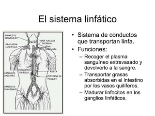 El sistema linfático 
• Sistema de conductos 
que transportan linfa. 
• Funciones: 
– Recoger el plasma 
sanguíneo extravasado y 
devolverlo a la sangre. 
– Transportar grasas 
absorbidas en el intestino 
por los vasos quilíferos. 
– Madurar linfocitos en los 
ganglios linfáticos. 
 