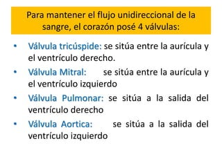Para mantener el flujo unidireccional de la 
sangre, el corazón posé 4 válvulas: 
• Válvula tricúspide: se sitúa entre la aurícula y 
el ventrículo derecho. 
• Válvula Mitral: se sitúa entre la aurícula y 
el ventrículo izquierdo 
• Válvula Pulmonar: se sitúa a la salida del 
ventrículo derecho 
• Válvula Aortica: se sitúa a la salida del 
ventrículo izquierdo 
 