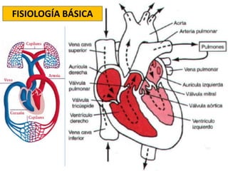FISIOLOGÍA BÁSICA 
 