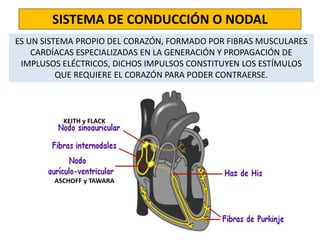 SISTEMA DE CONDUCCIÓN O NODAL 
ES UN SISTEMA PROPIO DEL CORAZÓN, FORMADO POR FIBRAS MUSCULARES 
CARDÍACAS ESPECIALIZADAS EN LA GENERACIÓN Y PROPAGACIÓN DE 
IMPLUSOS ELÉCTRICOS, DICHOS IMPULSOS CONSTITUYEN LOS ESTÍMULOS 
QUE REQUIERE EL CORAZÓN PARA PODER CONTRAERSE. 
KEITH y FLACK 
ASCHOFF y TAWARA 
 