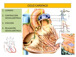 CICLO CARDÍACO 
1. LLENADO 
2. CONTRACCIÓN 
ISOVOLUMÉTRICA 
3. EYECCIÓN 
4. RELAJACIÓN 
ISOVOLUMÉTRICA 
 