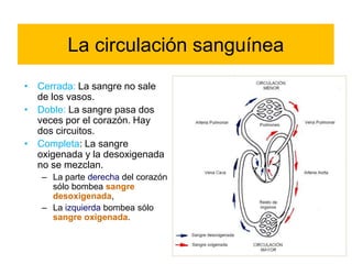 La circulación sanguínea 
• Cerrada: La sangre no sale 
de los vasos. 
• Doble: La sangre pasa dos 
veces por el corazón. Hay 
dos circuitos. 
• Completa: La sangre 
oxigenada y la desoxigenada 
no se mezclan. 
– La parte derecha del corazón 
sólo bombea sangre 
desoxigenada, 
– La izquierda bombea sólo 
sangre oxigenada. 
 