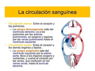 La circulación sanguínea 
• Circulación menor: Entre el corazón y 
los pulmones. 
– La sangre desoxigenada sale del 
ventrículo derecho, va a los 
pulmones por las arterias 
pulmonares, se oxigena y regresa 
por las venas pulmonares hasta el 
ventrículo izquierdo. 
• Circulación mayor: Entre el corazón y 
los demás órganos y tejidos. 
– La sangre oxigenada sale del 
ventrículo izquierdo por la arteria 
aorta, lleva a los órganos oxígeno y 
nutrientes, y vuelve al corazón por 
las venas, que confluyen en las 
venas cavas, hasta la aurícula 
derecha. 
 