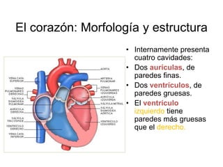 El corazón: Morfología y estructura 
• Internamente presenta 
cuatro cavidades: 
• Dos aurículas, de 
paredes finas. 
• Dos ventrículos, de 
paredes gruesas. 
• El ventrículo 
izquierdo tiene 
paredes más gruesas 
que el derecho. 
 