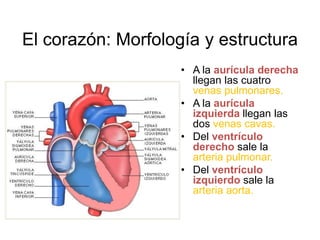 El corazón: Morfología y estructura 
• A la aurícula derecha 
llegan las cuatro 
venas pulmonares. 
• A la aurícula 
izquierda llegan las 
dos venas cavas. 
• Del ventrículo 
derecho sale la 
arteria pulmonar. 
• Del ventrículo 
izquierdo sale la 
arteria aorta. 
 