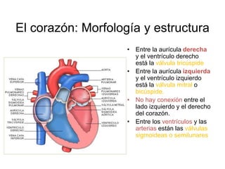 El corazón: Morfología y estructura 
• Entre la aurícula derecha 
y el ventrículo derecho 
está la válvula tricúspide 
• Entre la aurícula izquierda 
y el ventrículo izquierdo 
está la válvula mitral o 
bicúspide. 
• No hay conexión entre el 
lado izquierdo y el derecho 
del corazón. 
• Entre los ventrículos y las 
arterias están las válvulas 
sigmoideas o semilunares 
 