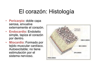 El corazón: Histología 
• Pericarpio: doble capa 
serosa, envuelve 
externamente el corazón. 
• Endocardio: Endotelio 
simple, tapiza el corazón 
por dentro. 
• Miocardio: Formado por 
tejido muscular cardíaco. 
Autoexcitable; no tiene 
estimulación por el 
sistema nervioso. 
 
