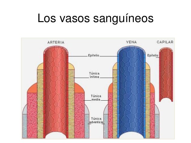 Los Vasos Sanguineos Son Las Venas