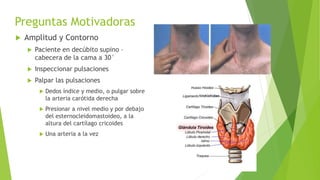 Preguntas Motivadoras
 Amplitud y Contorno
 Paciente en decúbito supino –
cabecera de la cama a 30°
 Inspeccionar pulsaciones
 Palpar las pulsaciones
 Dedos índice y medio, o pulgar sobre
la arteria carótida derecha
 Presionar a nivel medio y por debajo
del esternocleidomastoideo, a la
altura del cartílago cricoides
 Una arteria a la vez
 