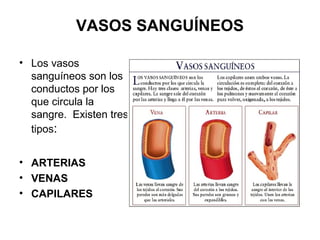 VASOS SANGUÍNEOS
• Los vasos
sanguíneos son los
conductos por los
que circula la
sangre. Existen tres
tipos:
• ARTERIAS
• VENAS
• CAPILARES
 