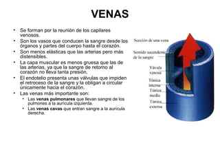 VENAS
• Se forman por la reunión de los capilares
venosos.
• Son los vasos que conducen la sangre desde los
órganos y partes del cuerpo hasta el corazón.
• Son menos elásticas que las arterias pero más
distensibles.
• La capa muscular es menos gruesa que las de
las arterias, ya que la sangre de retorno al
corazón no lleva tanta presión.
• El endotelio presenta unas válvulas que impiden
el retroceso de la sangre y la obligan a circular
únicamente hacia el corazón.
• Las venas más importante son:
• Las venas pulmonares que llevan sangre de los
pulmones a la aurícula izquierda.
• Las venas cavas que entran sangre a la aurícula
derecha.
 
