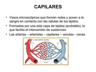 CAPILARES
• Vasos microscópicos que forman redes y ponen a la
sangre en contacto con las células de los tejidos.
• Formados por una sola capa de tejidos (endotelio), lo
que facilita el intercambio de sustancias.
• Las arterias – arteriolas – capilares – venulas - venas
 
