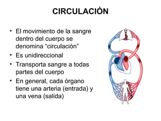 CIRCULACIÓN
• El movimiento de la sangre
dentro del cuerpo se
denomina “circulación”
• Es unidireccional
• Transporta sangre a todas
partes del cuerpo
• En general, cada órgano
tiene una arteria (entrada) y
una vena (salida)
 