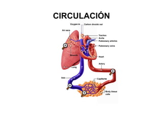 CIRCULACIÓN
 