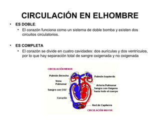 CIRCULACIÓN EN ELHOMBRE
• ES DOBLE:
• El corazón funciona como un sistema de doble bomba y existen dos
circuitos circulatorios.
• ES COMPLETA
• El corazón se divide en cuatro cavidades: dos aurículas y dos ventrículos,
por lo que hay separación total de sangre oxigenada y no oxigenada
 