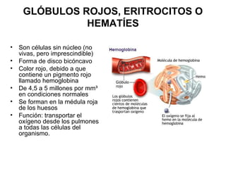 GLÓBULOS ROJOS, ERITROCITOS O
HEMATÍES
• Son células sin núcleo (no
vivas, pero imprescindible)
• Forma de disco bicóncavo
• Color rojo, debido a que
contiene un pigmento rojo
llamado hemoglobina
• De 4,5 a 5 millones por mm³
en condiciones normales
• Se forman en la médula roja
de los huesos
• Función: transportar el
oxígeno desde los pulmones
a todas las células del
organismo.
 