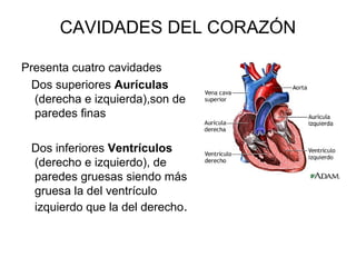 CAVIDADES DEL CORAZÓN
Presenta cuatro cavidades
Dos superiores Aurículas
(derecha e izquierda),son de
paredes finas
Dos inferiores Ventrículos
(derecho e izquierdo), de
paredes gruesas siendo más
gruesa la del ventrículo
izquierdo que la del derecho.
 