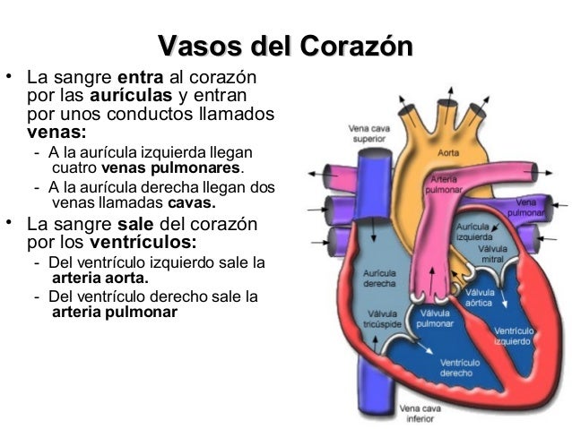 Cardiovascular