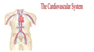 Cardiovascular System
 