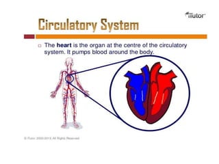 Powerchart Cardiovascular cardiovascular.ppt