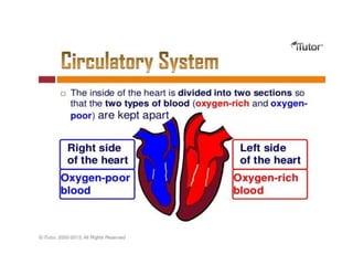 Powerchart Cardiovascular cardiovascular.ppt