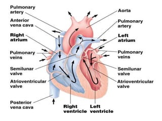 FUNCTIONS OF THE HEART
• Generating blood pressure
• Routing blood
Heart separates pulmonary and systemic
circulations
• E...