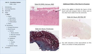 Comprehensive Histology and Anatomy of the Circulatory System | PDF