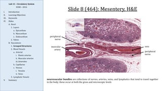 Comprehensive Histology and Anatomy of the Circulatory System | PDF