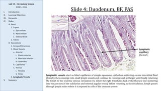 Comprehensive Histology and Anatomy of the Circulatory System | PDF