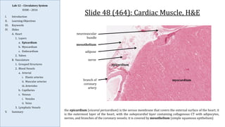Comprehensive Histology and Anatomy of the Circulatory System | PDF
