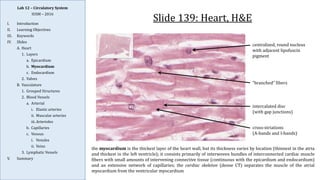 Comprehensive Histology and Anatomy of the Circulatory System | PDF