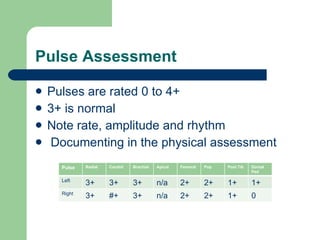Pulse Assessment Pulses are rated 0 to 4+ 3+ is normal Note rate, amplitude and rhythm Documenting in the physical assessment Pulse Radial Carotid Brachial Apical Femoral Pop Post Tib Dorsal Ped Left 3+ 3+ 3+ n/a 2+ 2+ 1+ 1+ Right 3+ #+ 3+ n/a 2+ 2+ 1+ 0 