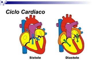 Ciclo Cardiaco Sístole Díastole 