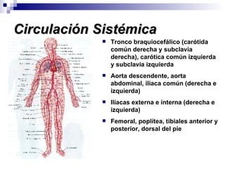 Circulación Sistémica Tronco braquiocefálico (carótida común derecha y subclavia derecha), carótica común izquierda y subclavia izquierda Aorta descendente, aorta abdominal, ilíaca común (derecha e izquierda) Ilíacas externa e interna (derecha e izquierda) Femoral, poplítea, tibiales anterior y posterior, dorsal del pie 