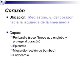 Corazón Ubicación.  Mediastino,  2 / 3  del corazón hacia la izquierda de la línea media Capas: Pericardio (saco fibroso que engloba y protege al corazón) Epicardio Miocardio (acción de bombeo) Endocardio 