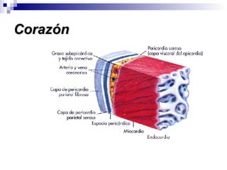 Corazón 