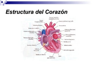 Estructura del Corazón 